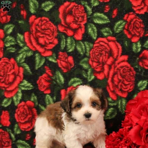 Henry, Morkie-Poo Puppy